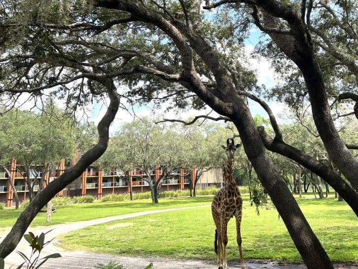 animal kingdom lodge at disney world giraffe