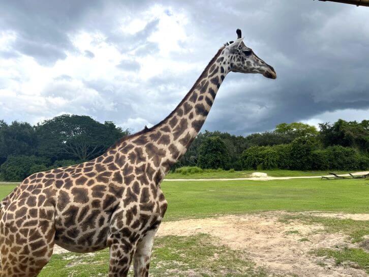 giraffe on kilimanjara safaris